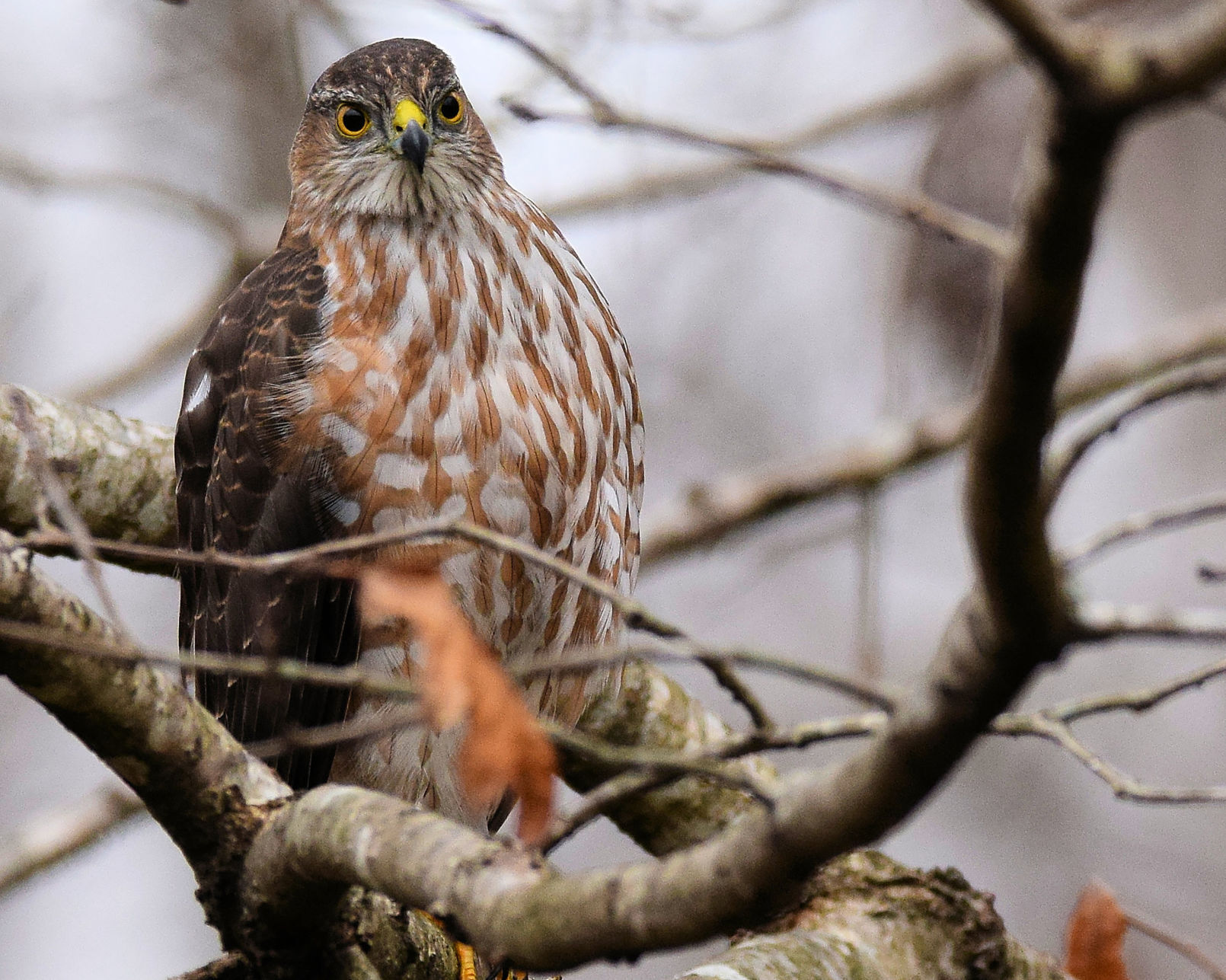 Hawk
